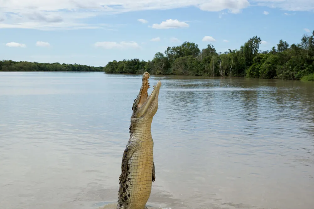 Crocodile jumping out of water in Adelaide River, Kakadu, Australia