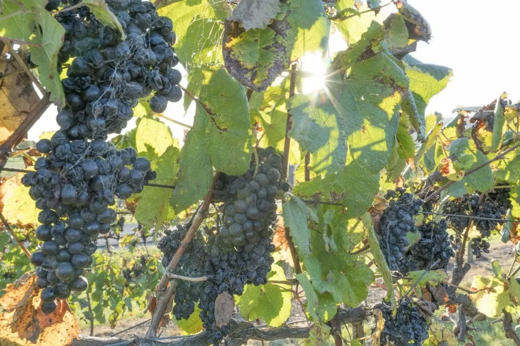 Grapes on the vine at Coolangatta Estate, Shoalhaven Heads