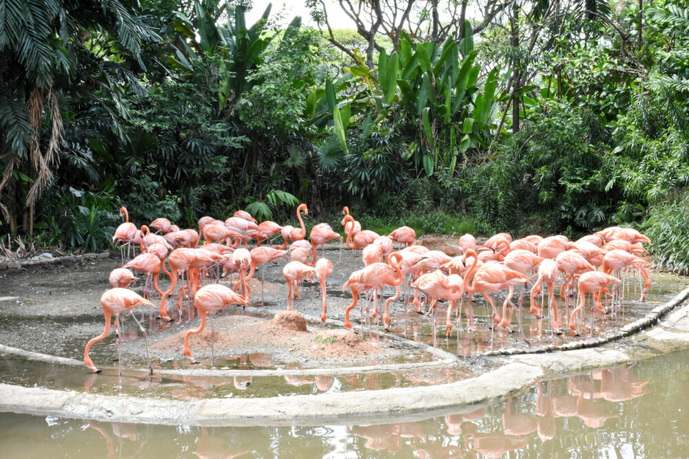 Rainforest Lumina at Singapore Zoo with kids | Family Travel