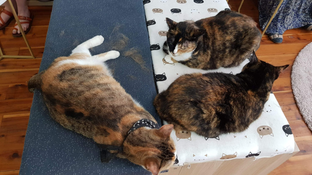 lazy cats at Catmosphere sydney