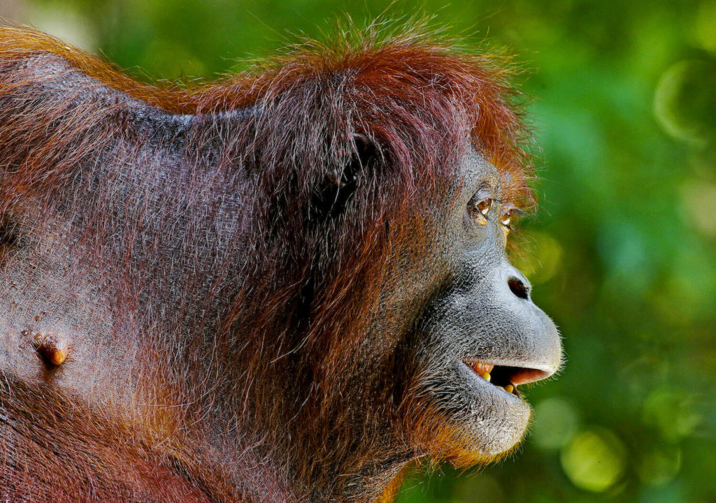 Borneo family activities