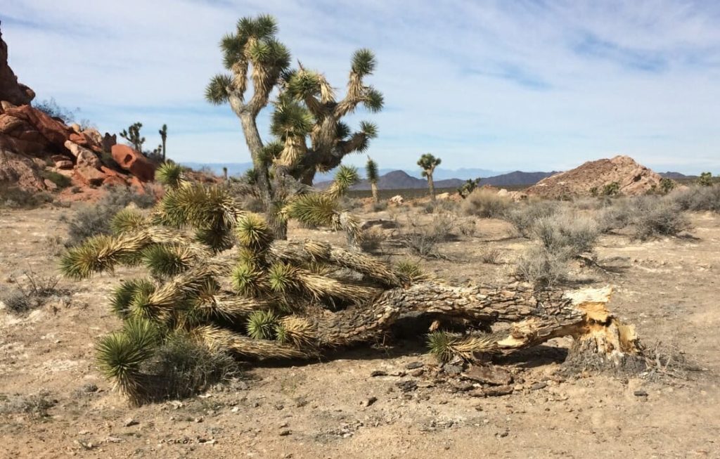 Damage to a Joshua Tree in the Joshua Tree National Park.