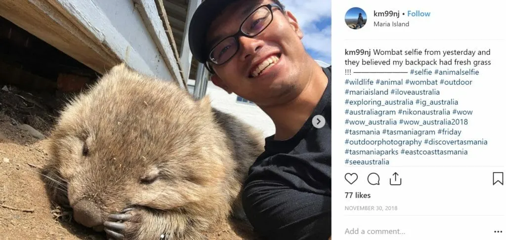 wombat selfie