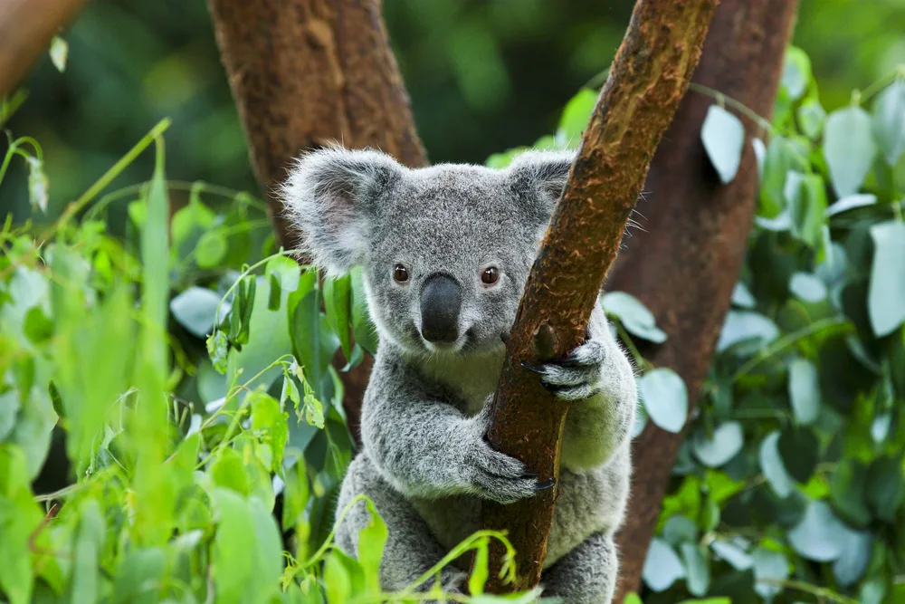 Australian animals