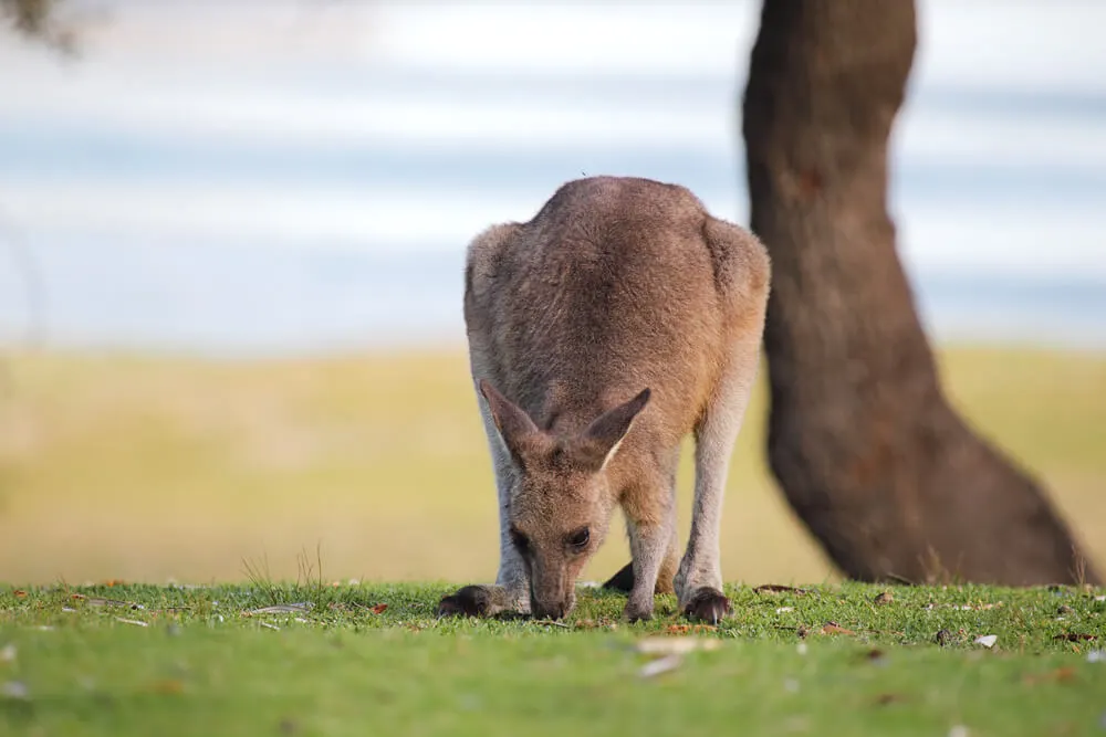 Sydney campgrounds