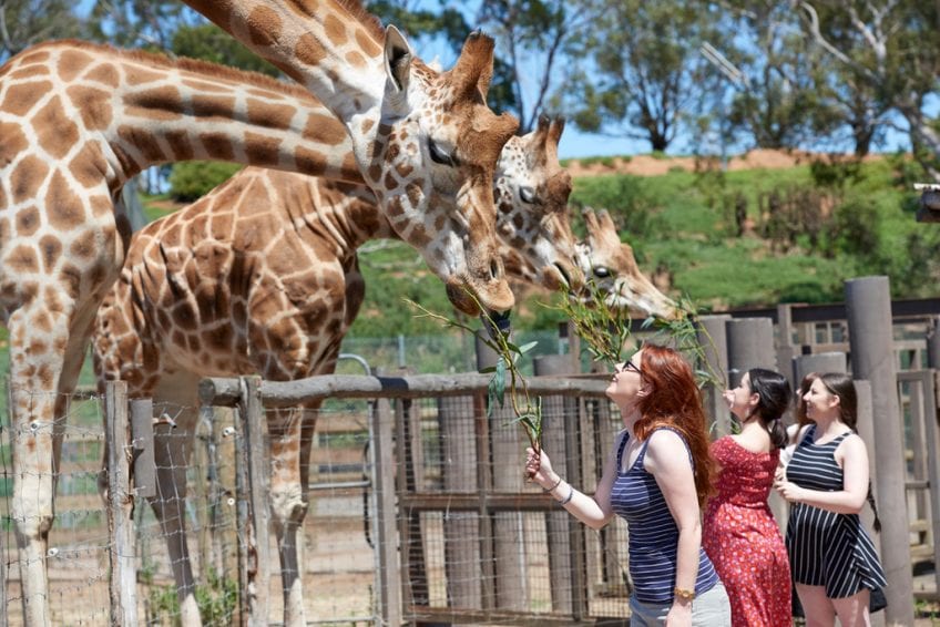 What to do in Werribee - top family attractions - Family Travel