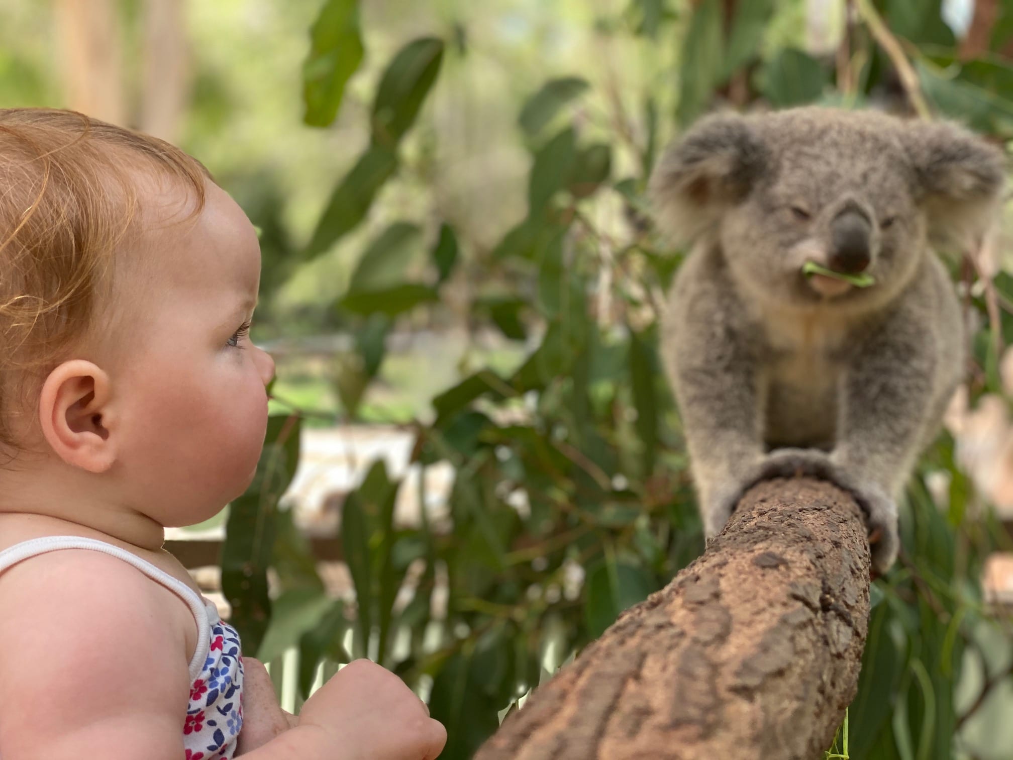 Koala Facts for Kids - Brisbane Kids