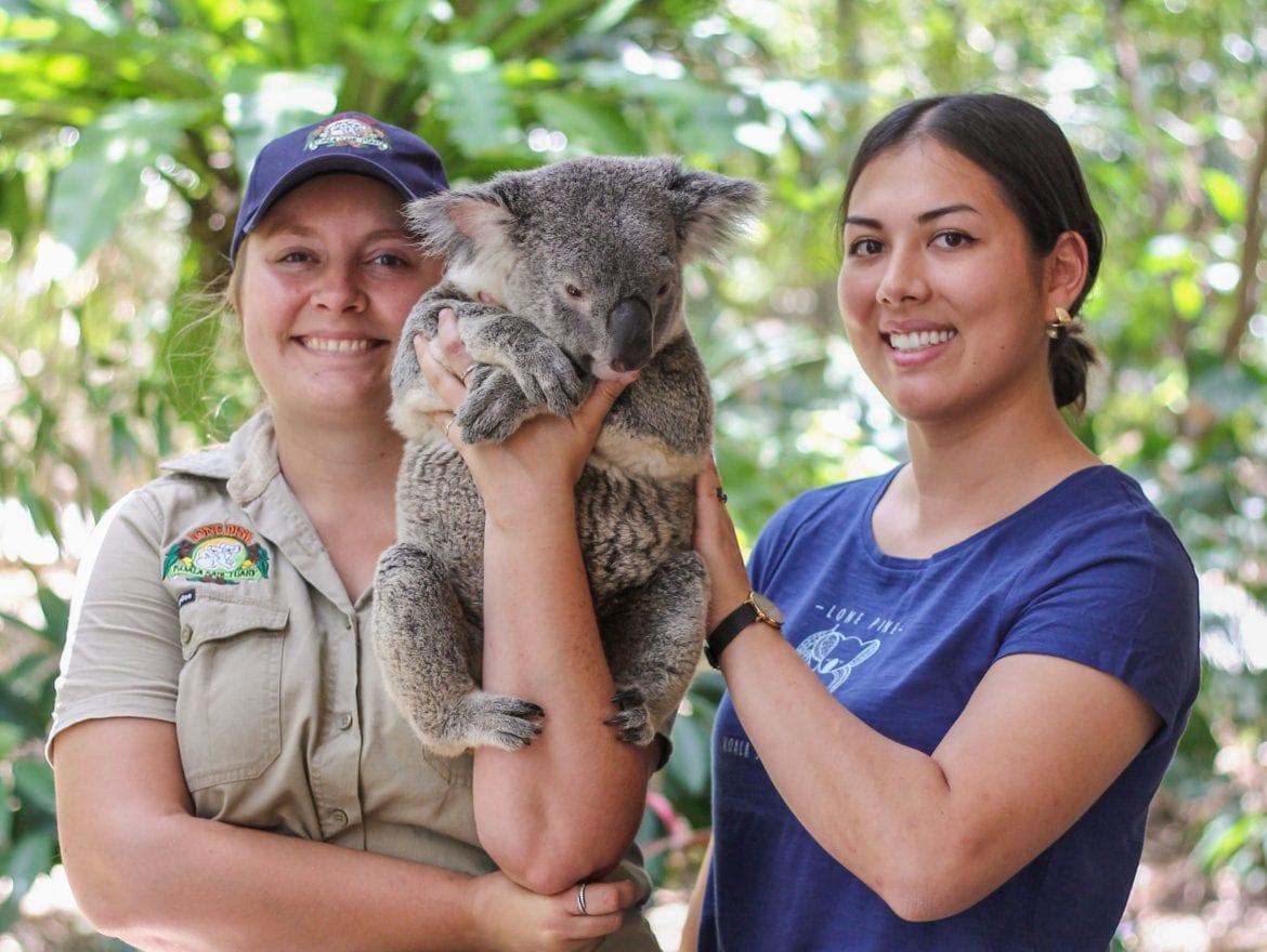 Top 16 up-close koala experiences for families - Family Travel