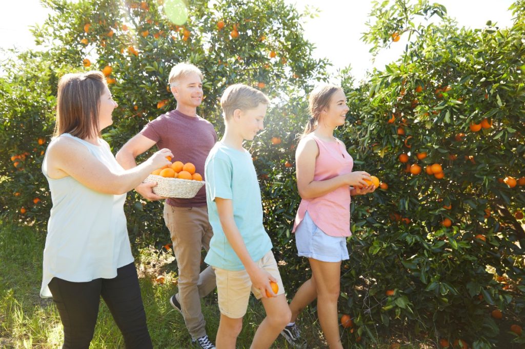 Best fruit-picking spots near Sydney - Family Travel